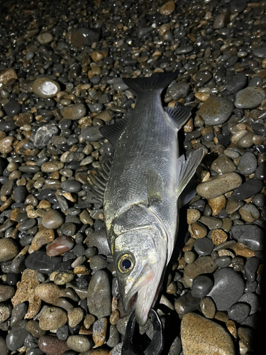 ヒラスズキの釣果