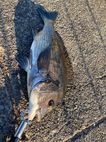 クロダイの釣果