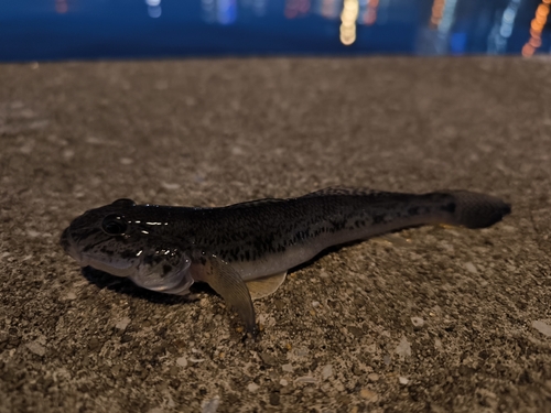 マハゼの釣果