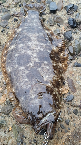 ヒラメの釣果