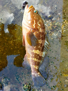 アコウの釣果