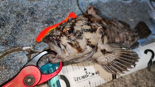 オウゴンムラソイの釣果