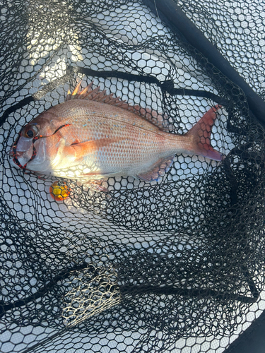 マダイの釣果