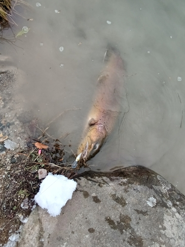 ブラウントラウトの釣果