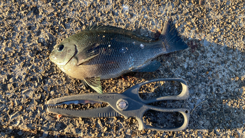 メジナの釣果