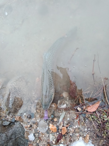 ブラウントラウトの釣果