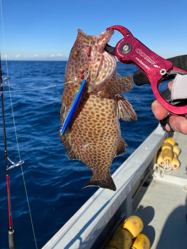 オオモンハタの釣果