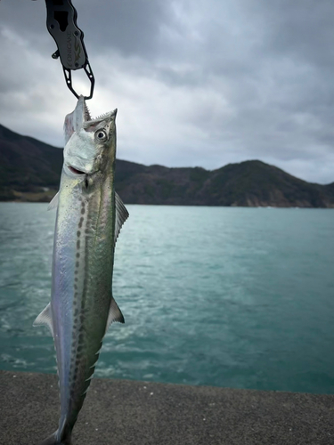 サゴシの釣果