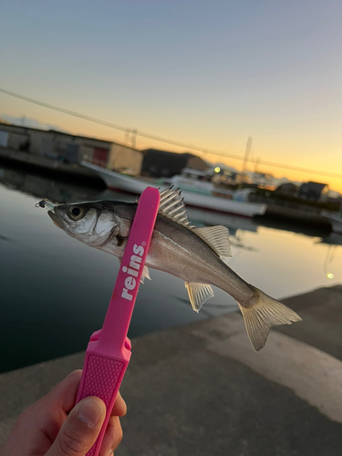 セイゴ（マルスズキ）の釣果