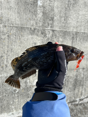 アイナメの釣果