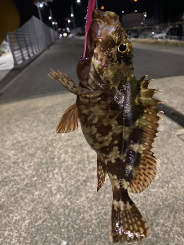 アラカブの釣果