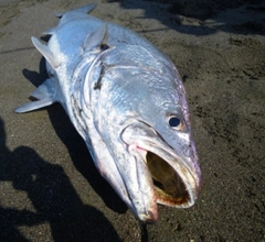 オオニベの釣果