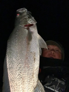 オオニベの釣果