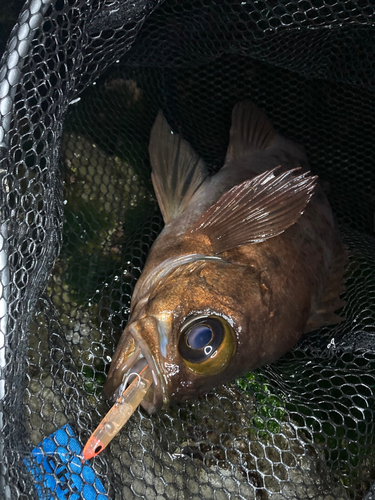 メバルの釣果