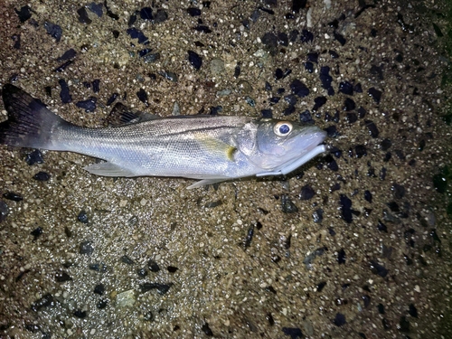 セイゴ（マルスズキ）の釣果