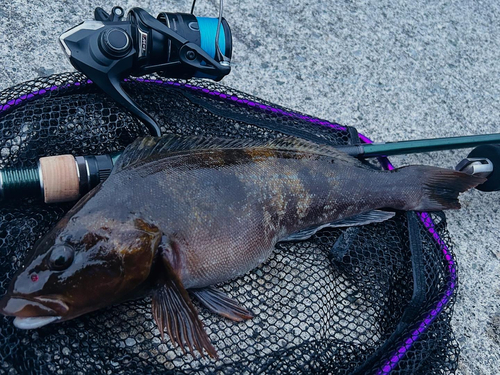 アイナメの釣果