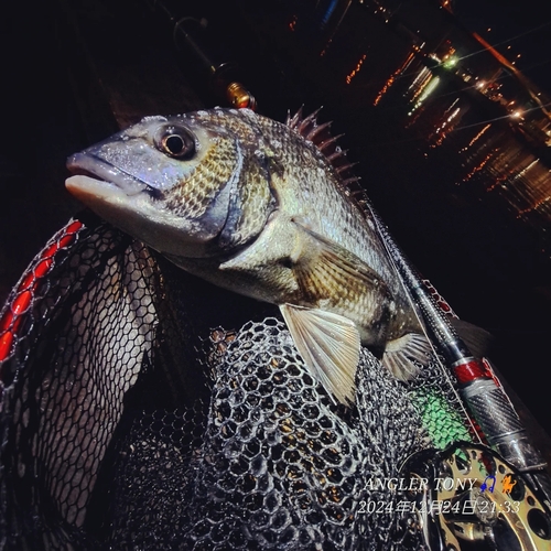 チヌの釣果