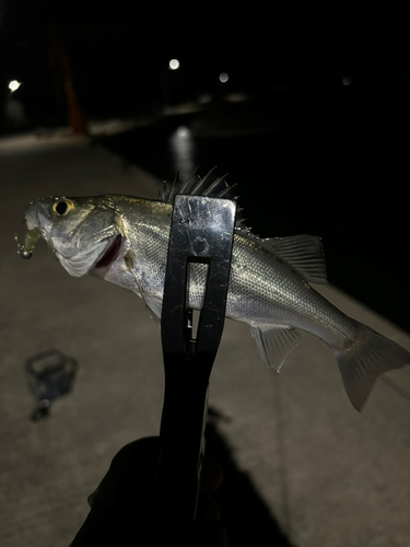 セイゴ（ヒラスズキ）の釣果