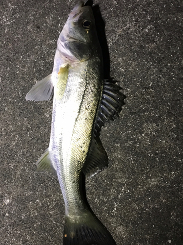 セイゴ（マルスズキ）の釣果