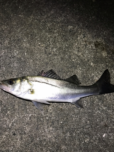 セイゴ（マルスズキ）の釣果