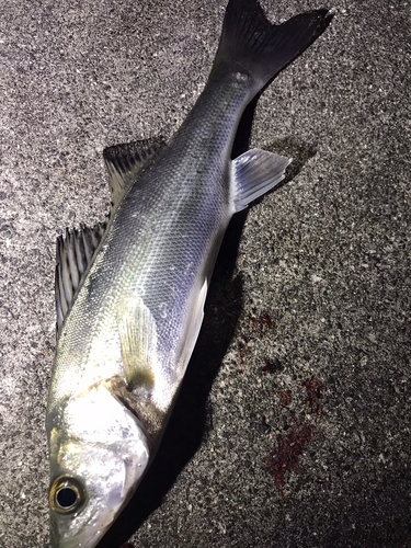 セイゴ（マルスズキ）の釣果