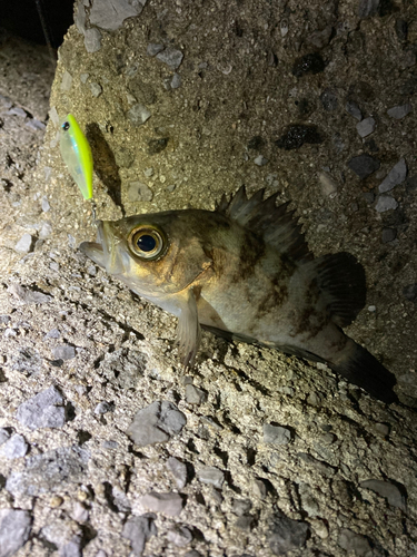 メバルの釣果