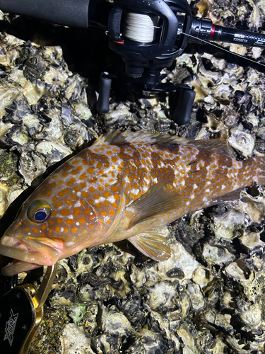 アコウの釣果