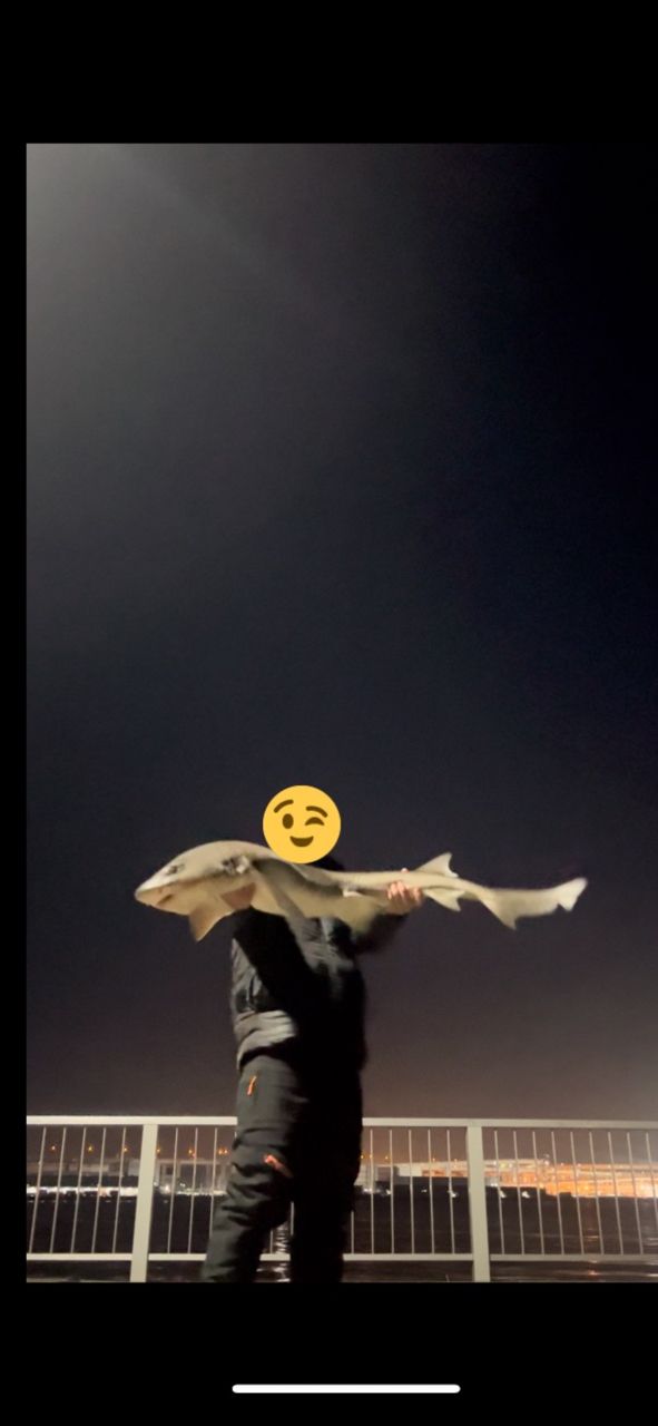 ドチザメ