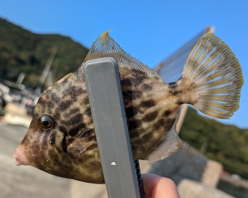 カワハギの釣果