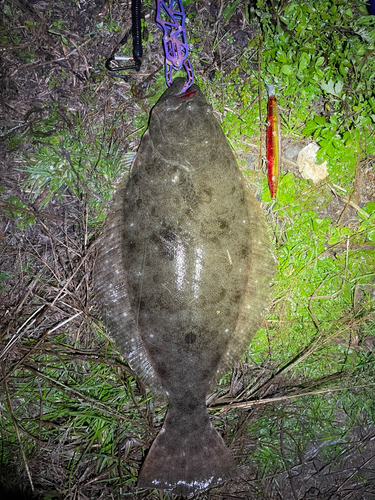 ヒラメの釣果