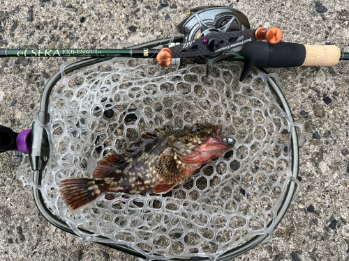 カサゴの釣果