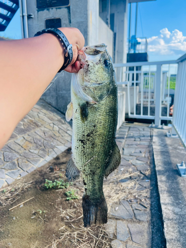 ラージマウスバスの釣果