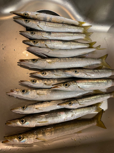 カマスの釣果