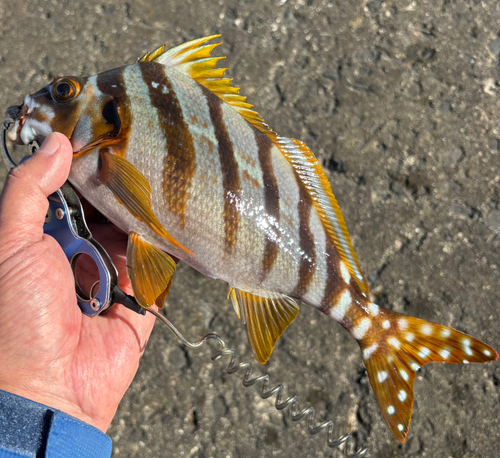 タカノハダイの釣果