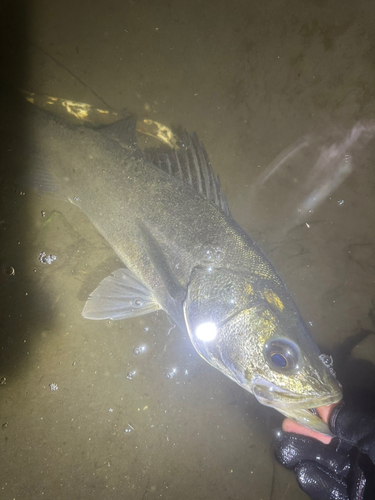 スズキの釣果