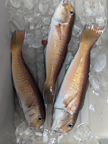 アマダイの釣果