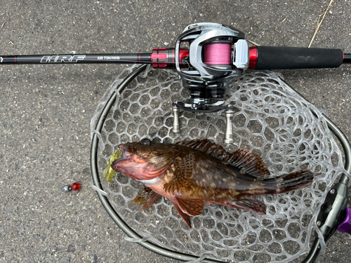 カサゴの釣果