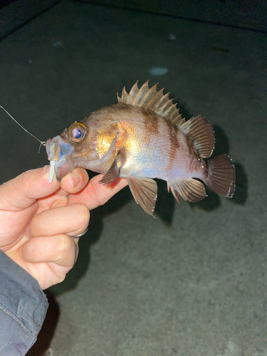 シロメバルの釣果