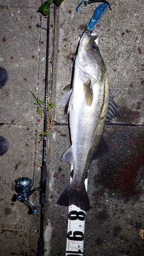 シーバスの釣果