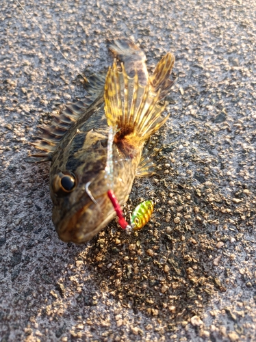 タケノコメバルの釣果