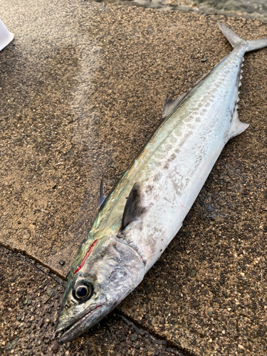 サゴシの釣果