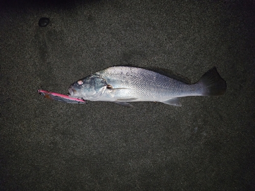 ニベの釣果