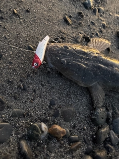 マゴチの釣果