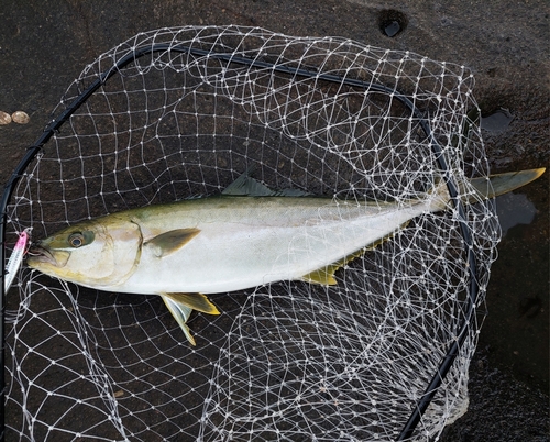 ヒラマサの釣果