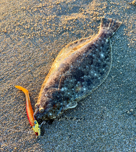 ヒラメの釣果