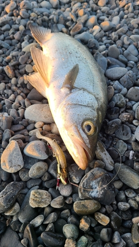 フッコ（ヒラスズキ）の釣果