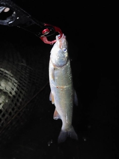 マルタウグイの釣果