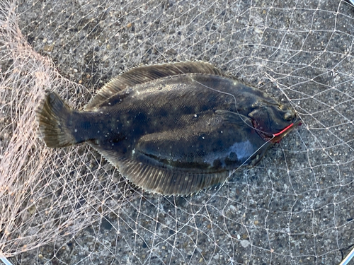 カレイの釣果