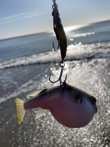 フグの釣果