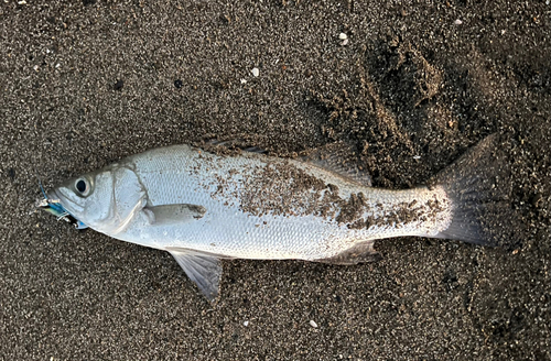 ヒラスズキの釣果